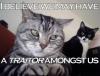 cat-traitor_thumb.jpg