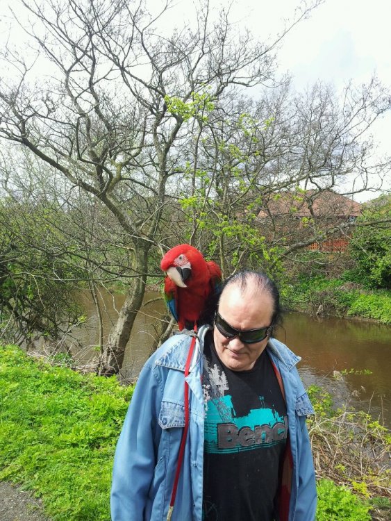 red parrot.jpg