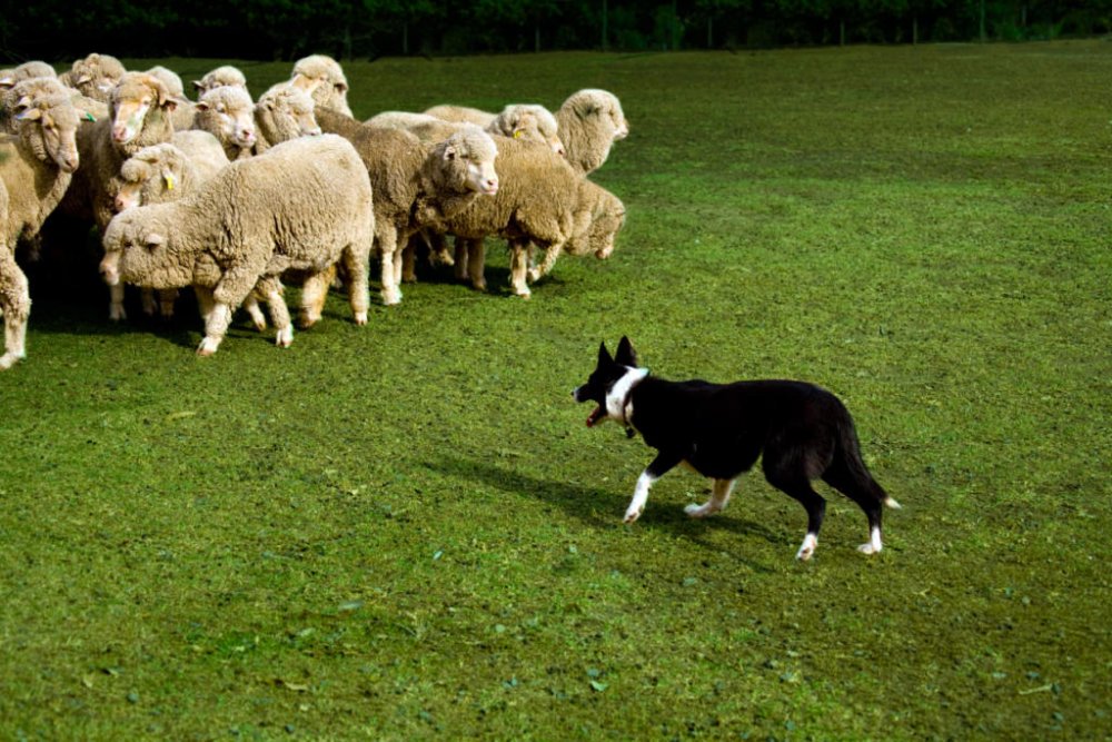 do-herding-dogs-herd1.jpg