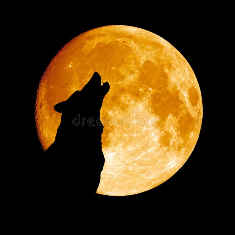 wolf-howling-moon-23738549.thumb.jpg.b8e6118aaafc8a50264f63f3adbac3c3.jpg
