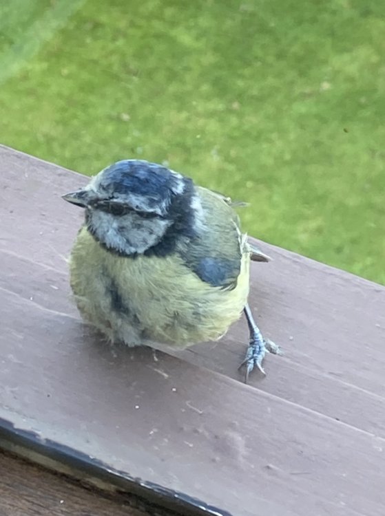 Blue Tit.jpeg