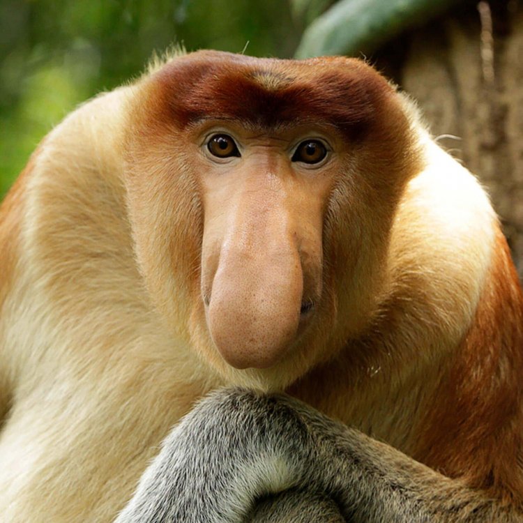 Proboscis-monkey-1X1.jpg