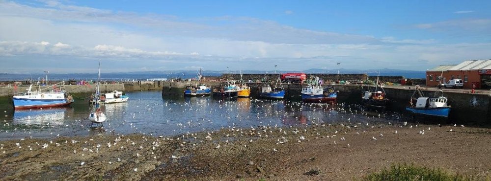 Harbour Gulls.jpg