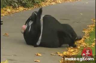e9sDrb.gif.75f61f1d694eac7f8b86040335f2ff13.gif