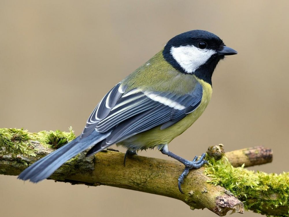 great-tit-1.thumb.jpg.bbfa8b99cd4b0f28f7f762fb93ce2beb.jpg