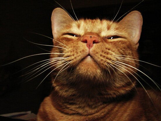 Smugcat.jpg.303b623d6df10129faee88173e5ba895.jpg