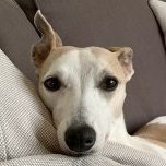 WhippetWhisperer